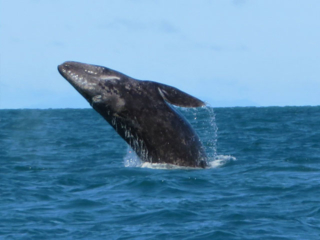 Breaching Whale