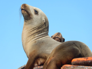 Sea Lion