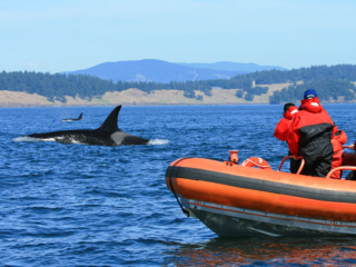 Whale-Watching Cruise